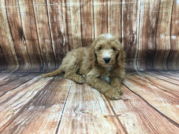 F1B Goldendoodle-DOG-Female-Golden-23172-Petland Scottsdale, Arizona
