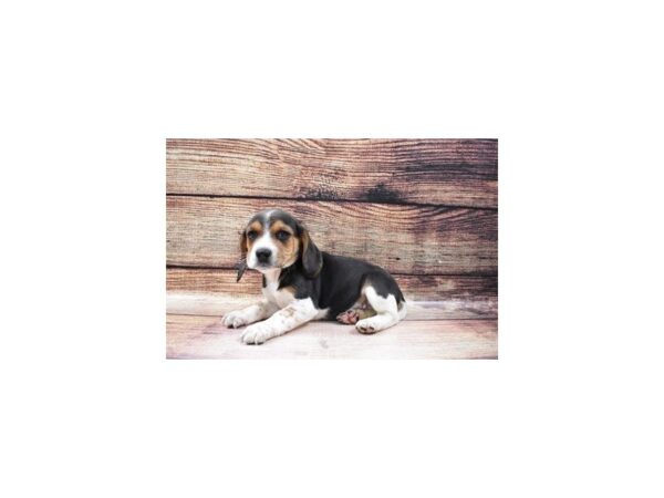 Beagle-DOG-Male-Black White and Tan-23177-Petland Scottsdale, Arizona