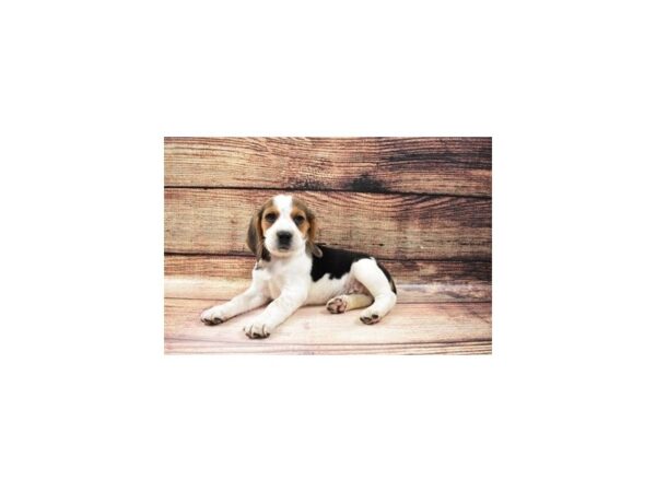 Beagle-DOG-Male-Black White and Tan-23206-Petland Scottsdale, Arizona