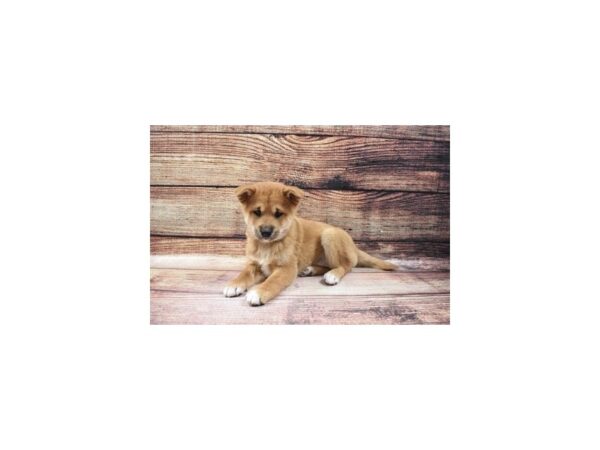 Shiba Inu-DOG-Female-Red-23187-Petland Scottsdale, Arizona