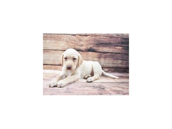 Labrador Retriever-DOG-Female-Yellow-23184-Petland Scottsdale, Arizona