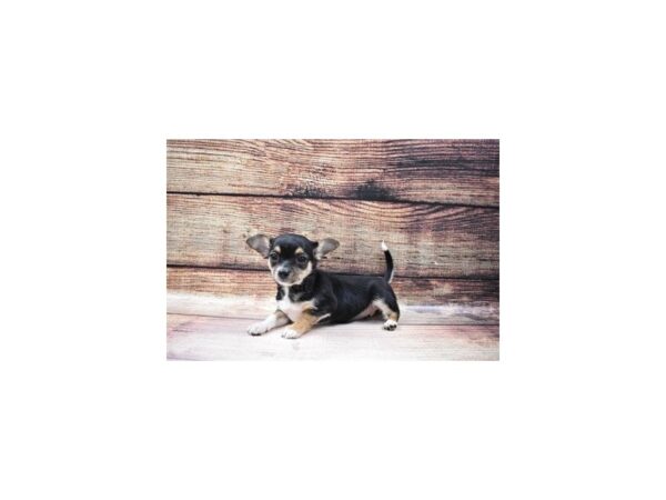 Chihuahua-DOG-Female-Black and Tan-23180-Petland Scottsdale, Arizona