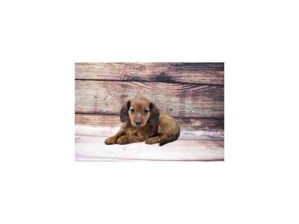 Dachshund-DOG-Male-Red-23181-Petland Scottsdale, Arizona