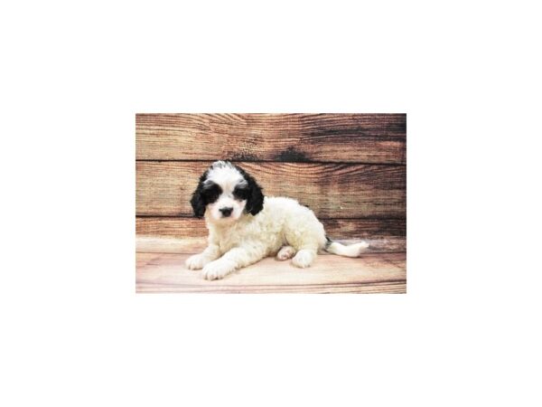 Cavalier King Charles Spaniel/Poodle-DOG-Male-Black and White-23178-Petland Scottsdale, Arizona
