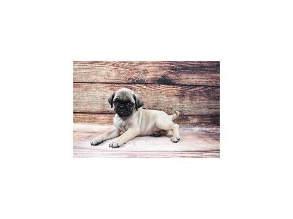 Pug-DOG-Male-Fawn-23185-Petland Scottsdale, Arizona