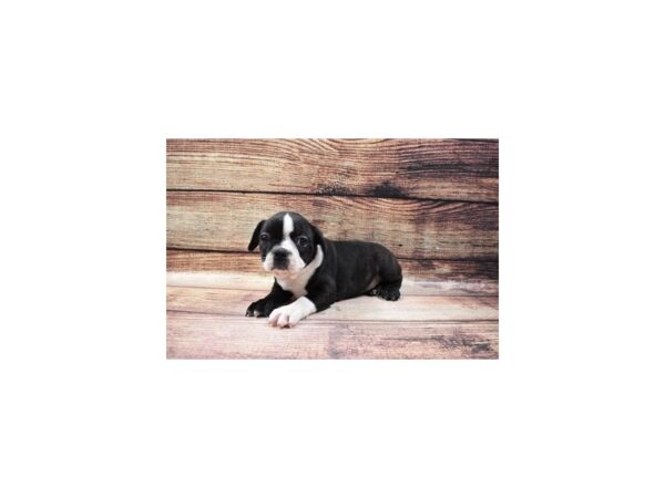 Boston Terrier-DOG-Female-Black and White-23179-Petland Scottsdale, Arizona