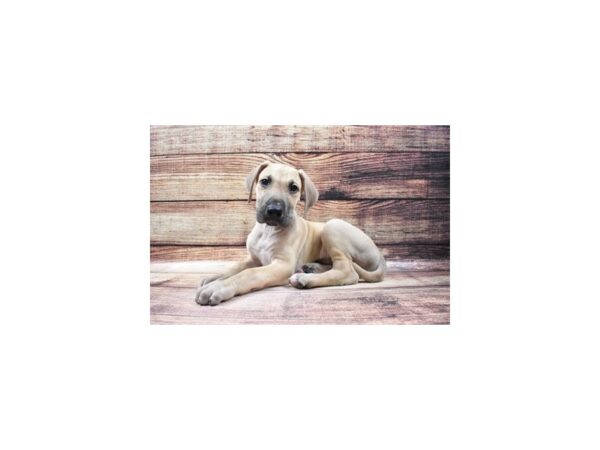Great Dane-DOG-Male-Fawn-23183-Petland Scottsdale, Arizona