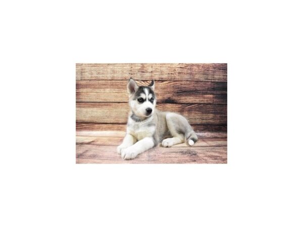 Siberian Husky DOG Male Grey and White 23188 Petland Scottsdale, Arizona
