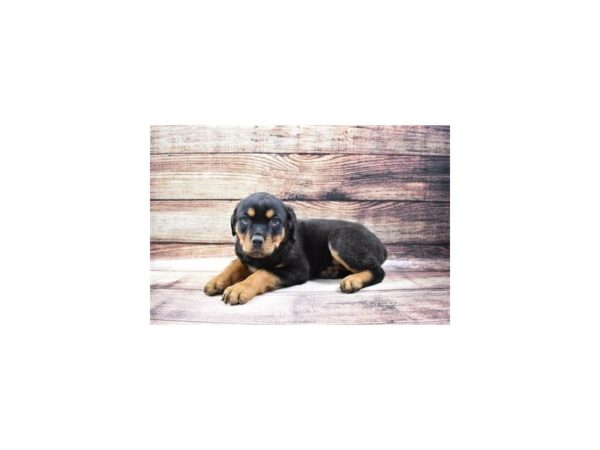 Rottweiler-DOG-Male-Black and Mahogany-23186-Petland Scottsdale, Arizona