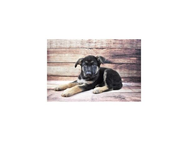 German Shepherd Dog-DOG-Male-Black and Tan-23182-Petland Scottsdale, Arizona