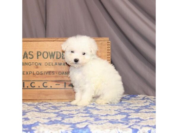 Bichon Frise-DOG-Male-White-23190-Petland Scottsdale, Arizona