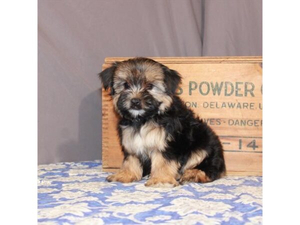 Maltese/Yorkshire Terrier-DOG-Male-Black / Tan-23200-Petland Scottsdale, Arizona