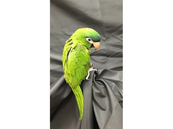 -----Petland Scottsdale, Arizona