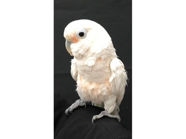 Goffin Cockatoo-BIRD-Female-White-23175-Petland Scottsdale, Arizona