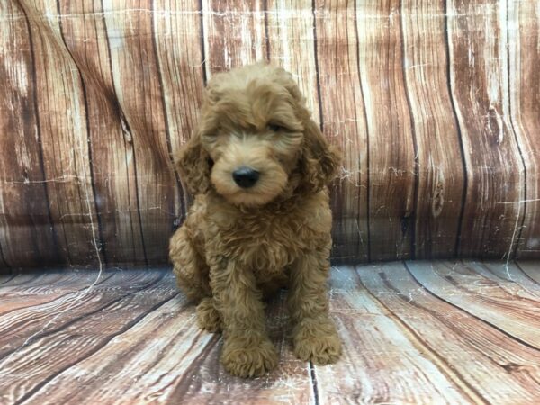 F1B Goldendoodle-DOG-Female-Golden-23204-Petland Scottsdale, Arizona