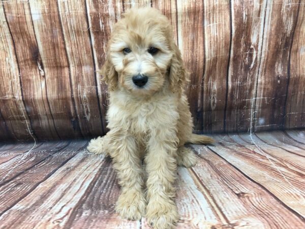 F1B Goldendoodle-DOG-Female-Golden-23203-Petland Scottsdale, Arizona
