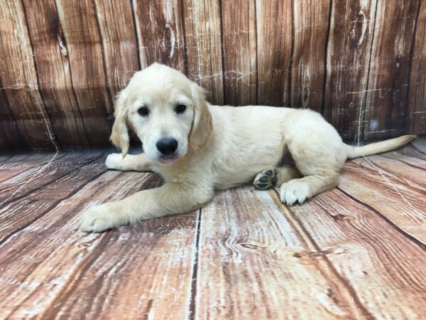 Golden Retriever-DOG-Female-Golden-23202-Petland Scottsdale, Arizona