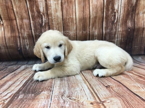 Golden Retriever-DOG-Male-Golden-23201-Petland Scottsdale, Arizona