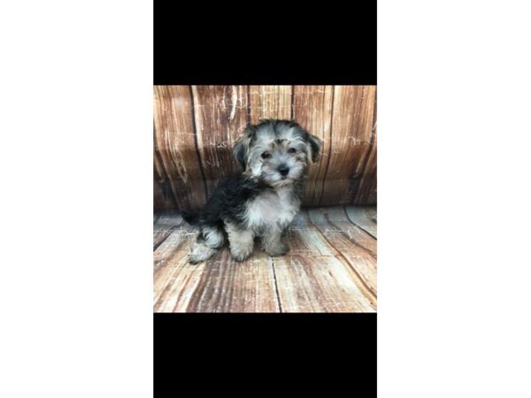 Maltese/Yorkshire Terrier-DOG-Female-Black / Tan-23199-Petland Scottsdale, Arizona