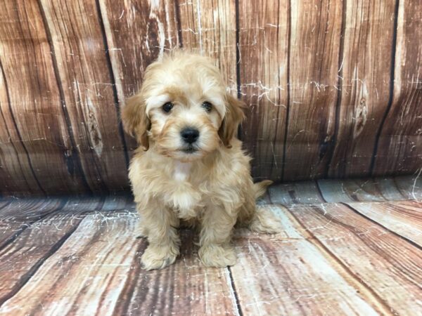F1B Mini Goldendoodle-DOG-Male-Red-23198-Petland Scottsdale, Arizona