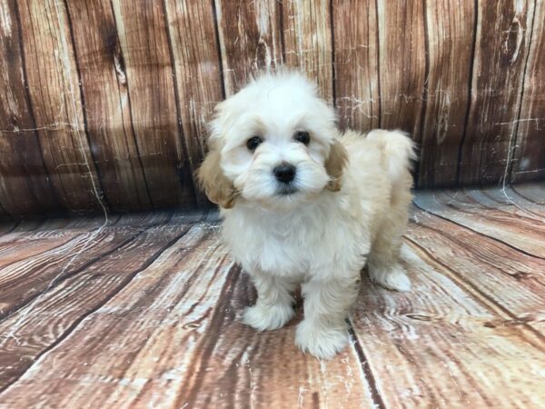 F1B Mini Goldendoodle-DOG-Female-Apricot-23197-Petland Scottsdale, Arizona