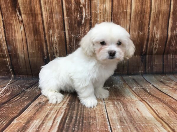 Pekingese/Poodle-DOG-Male-Cream-23196-Petland Scottsdale, Arizona