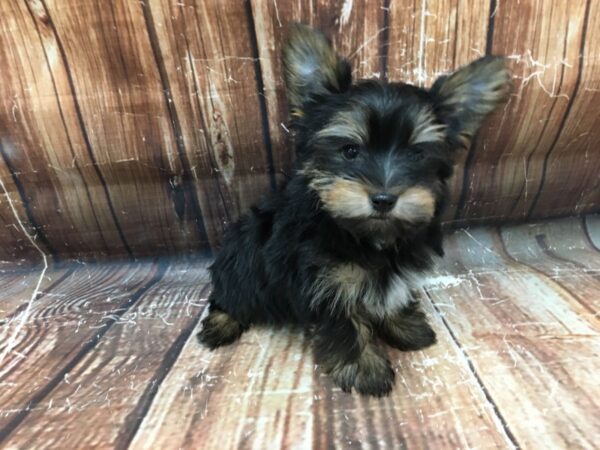 Yorkshire Terrier-DOG-Male-Black / Tan-23195-Petland Scottsdale, Arizona