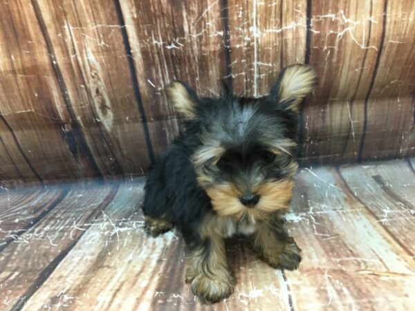 Yorkshire Terrier-DOG-Female-Black / Tan-23194-Petland Scottsdale, Arizona