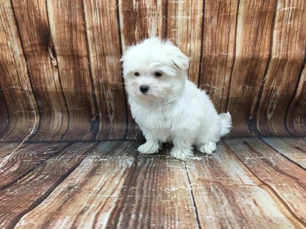Maltese/Pomeranian-DOG-Male-Cream-23169-Petland Scottsdale, Arizona