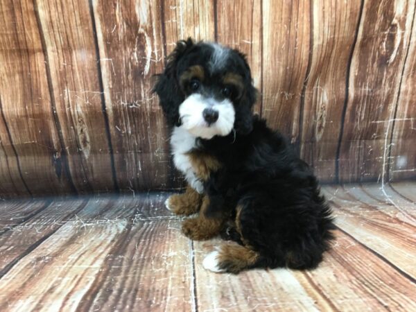 Poodle-DOG-Male-Black / Tan-23193-Petland Scottsdale, Arizona