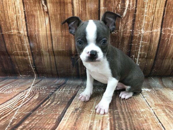 Boston Terrier-DOG-Male-Blue / White-23191-Petland Scottsdale, Arizona