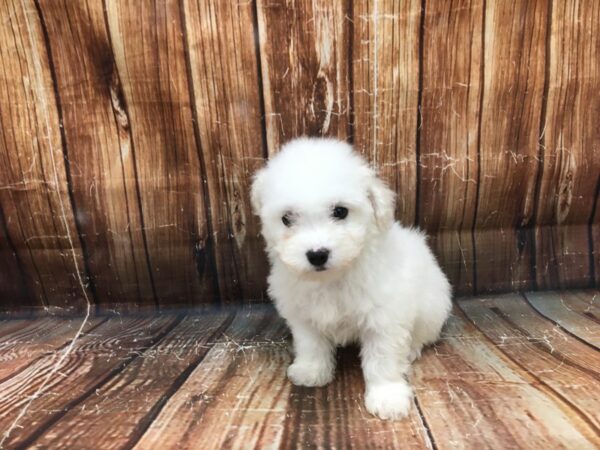 Bichon Frise-DOG-Female-White-23189-Petland Scottsdale, Arizona