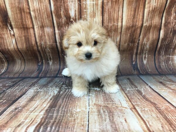 Pomeranian/Poodle-DOG-Male-Orange-23168-Petland Scottsdale, Arizona