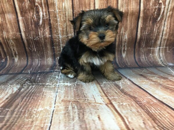 Yorkshire Terrier-DOG-Male-Black / Tan-23166-Petland Scottsdale, Arizona