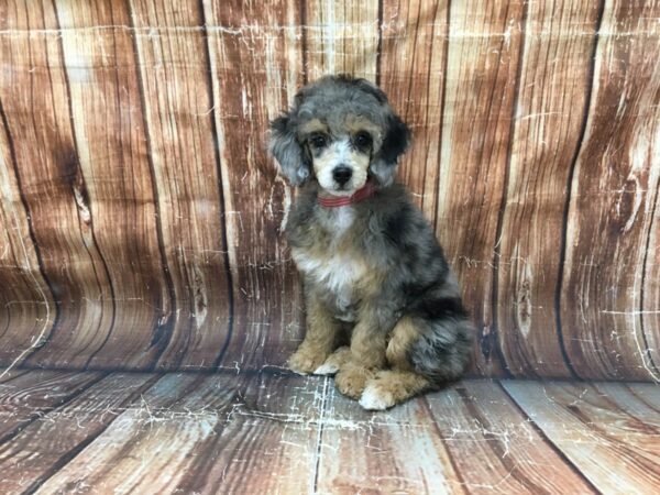 Poodle-DOG-Female-Blue Merle / Tan-23164-Petland Scottsdale, Arizona