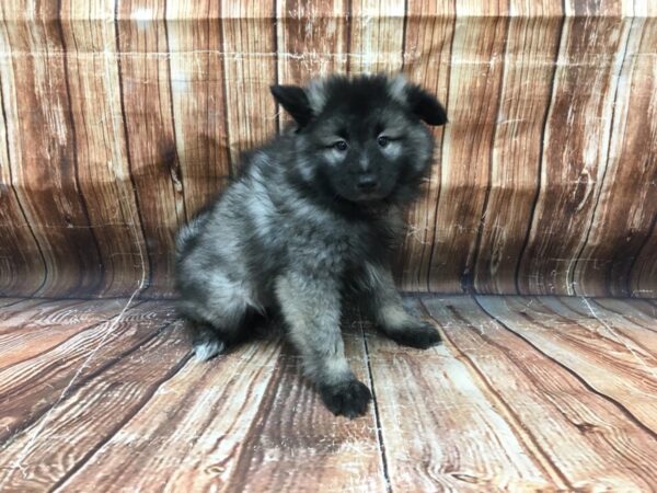 Keeshond-DOG-Female-Black / Silver-23162-Petland Scottsdale, Arizona
