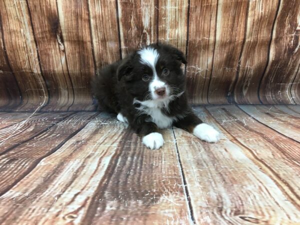 Miniature Australian Shepherd/Toy Australian Shepherd-DOG-Male-Chocolate-23160-Petland Scottsdale, Arizona