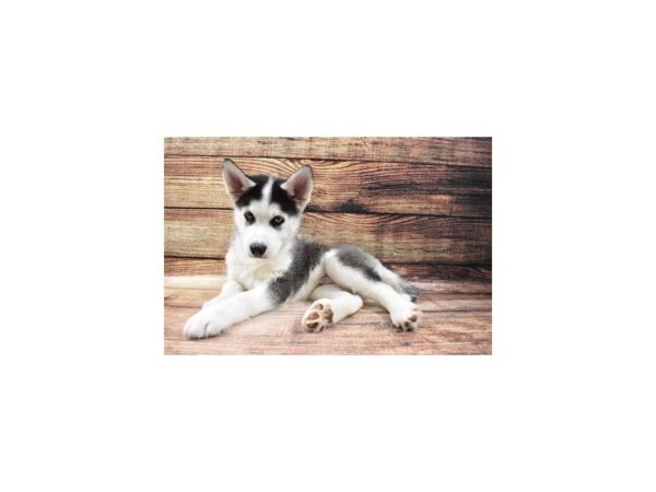Siberian Husky-DOG-Male-Black and White-23210-Petland Scottsdale, Arizona