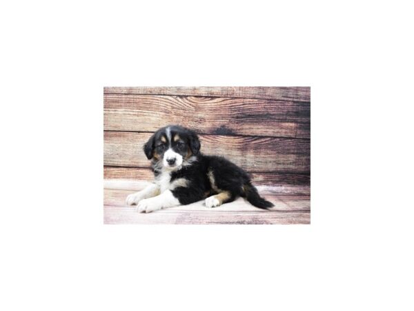 Australian Shepherd/English Shepherd-DOG-Female-Black Gold and White-23205-Petland Scottsdale, Arizona