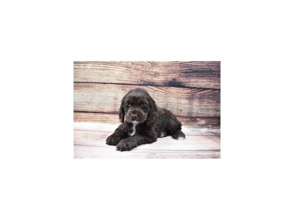 Cocker Spaniel-DOG-Female-Brown-23207-Petland Scottsdale, Arizona