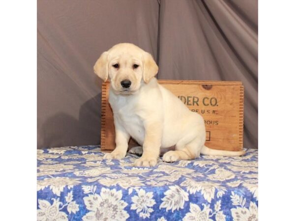 Labrador Retriever-DOG-Female-Yellow-23211-Petland Scottsdale, Arizona