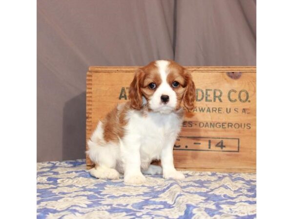 Cavalier King Charles Spaniel-DOG-Female-Blenheim / White-23219-Petland Scottsdale, Arizona