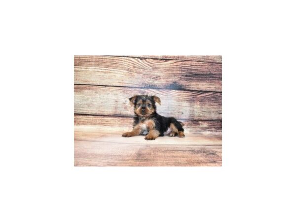 Yorkshire Terrier-DOG-Female-Black and Tan-23238-Petland Scottsdale, Arizona
