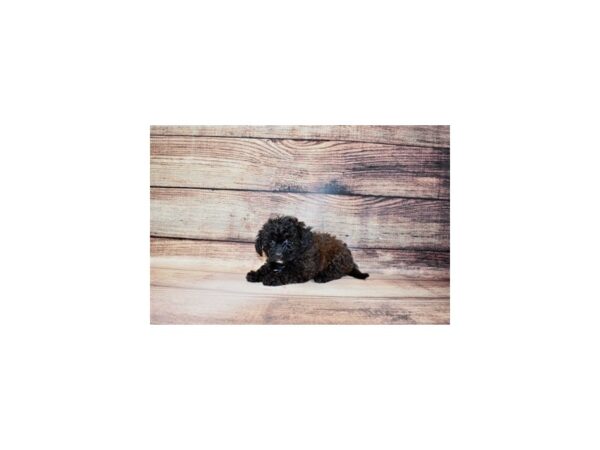 Poodle/Shih Tzu-DOG-Female-Brindle-23231-Petland Scottsdale, Arizona