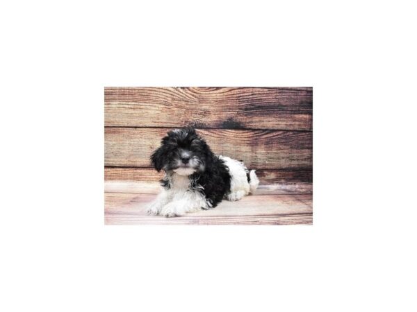 Havanese-DOG-Male-Black and White-23240-Petland Scottsdale, Arizona