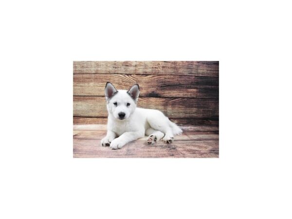 Siberian Husky-DOG-Female-Black and White-23236-Petland Scottsdale, Arizona