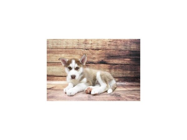 Siberian Husky-DOG-Male-Red and White-23237-Petland Scottsdale, Arizona