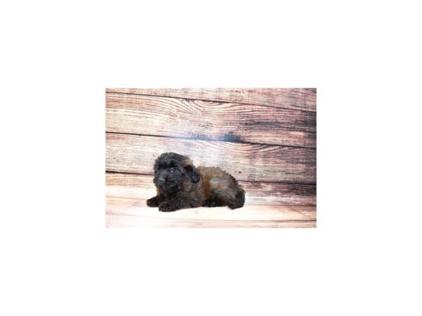 Poodle/Shih Tzu-DOG-Female-Brindle-23232-Petland Scottsdale, Arizona