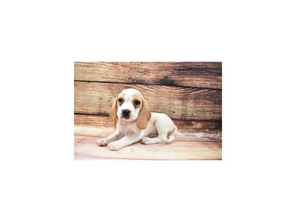 Beagle-DOG-Male-Lemon and White-23241-Petland Scottsdale, Arizona