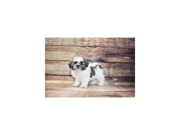 Shih Tzu-DOG-Male-Gold and White-23239-Petland Scottsdale, Arizona
